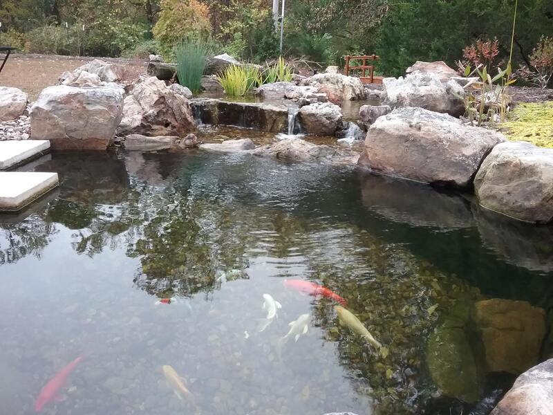 Specialty Water Gardens Koi Pond  Columbia, MO
