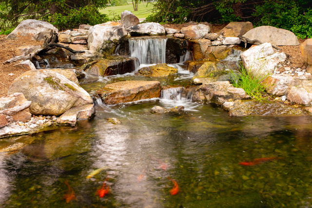 Specialty Water Gardens Koi Pond  Columbia, MO